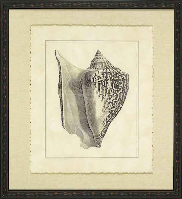 Vintage Shell I 1