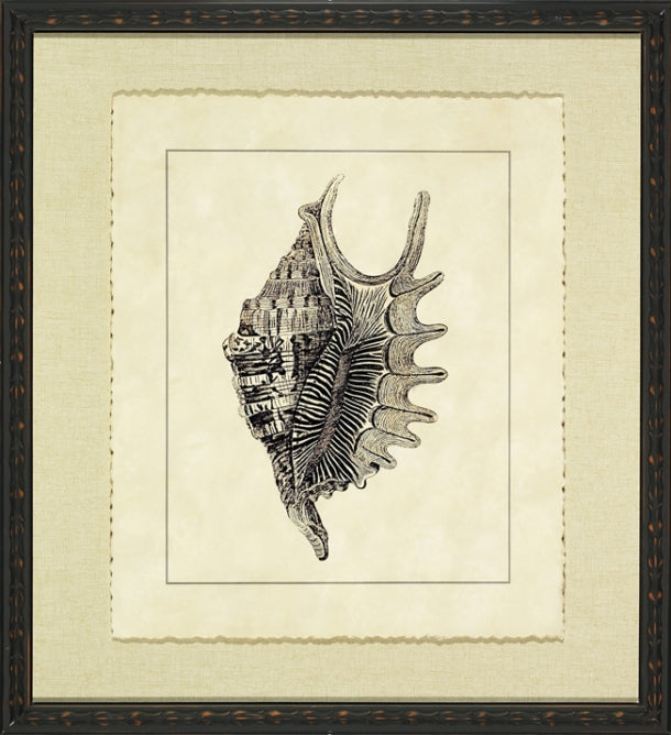 Vintage Shell II 1