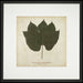 Chinese Parasol Tree 7
