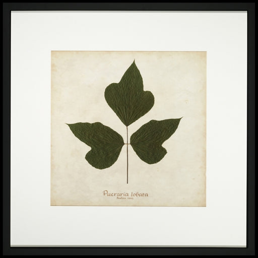 Kudzu Vine 7