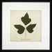 Kudzu Vine 7