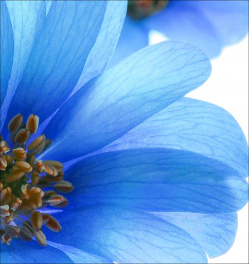 Close up Blue Floral II 24W x 24H 7