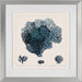 Blue Coral IV 1