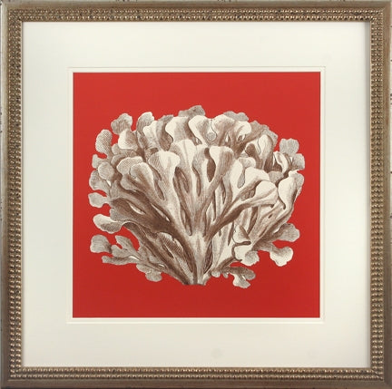 Coral on Red III 8