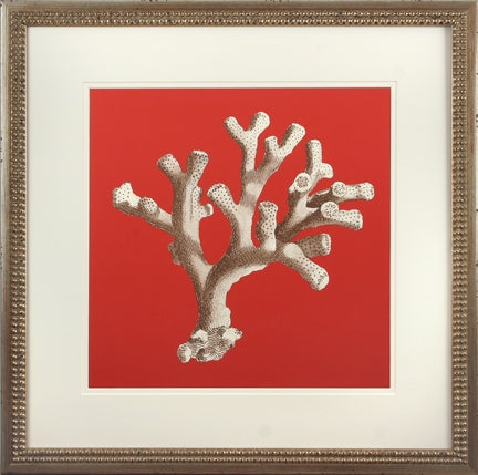 Coral on Red II 8