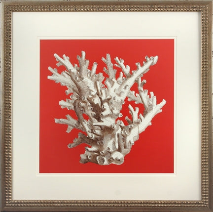 Coral On Red I 8