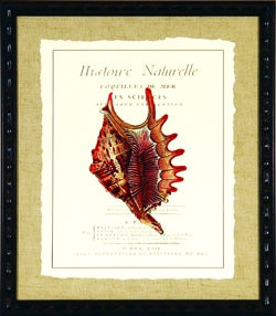 Coquilles De Mer III 8