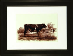 Bovine IV 7