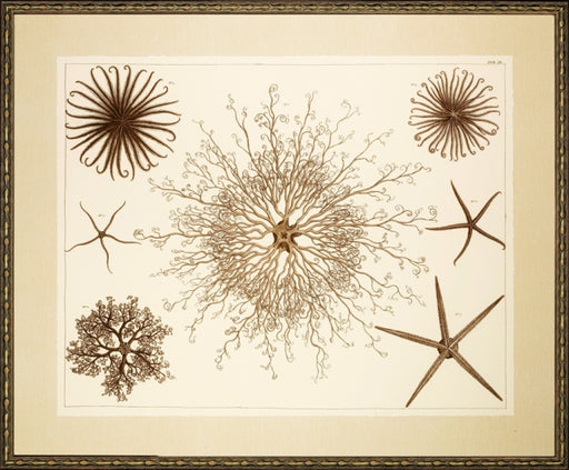 Stars of the Sea 7