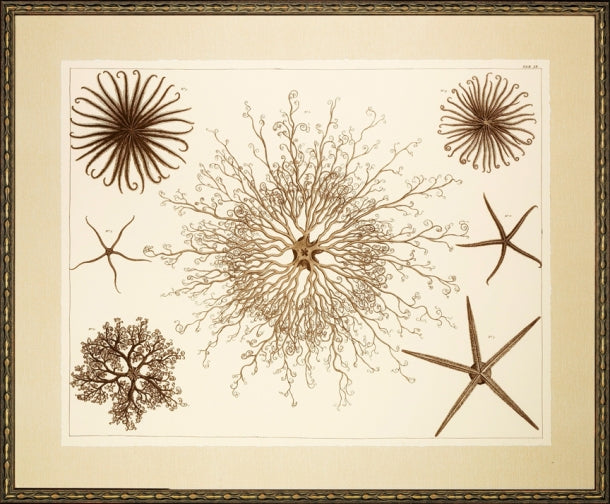 Stars of the Sea 7