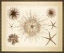 Stars of the Sea 7