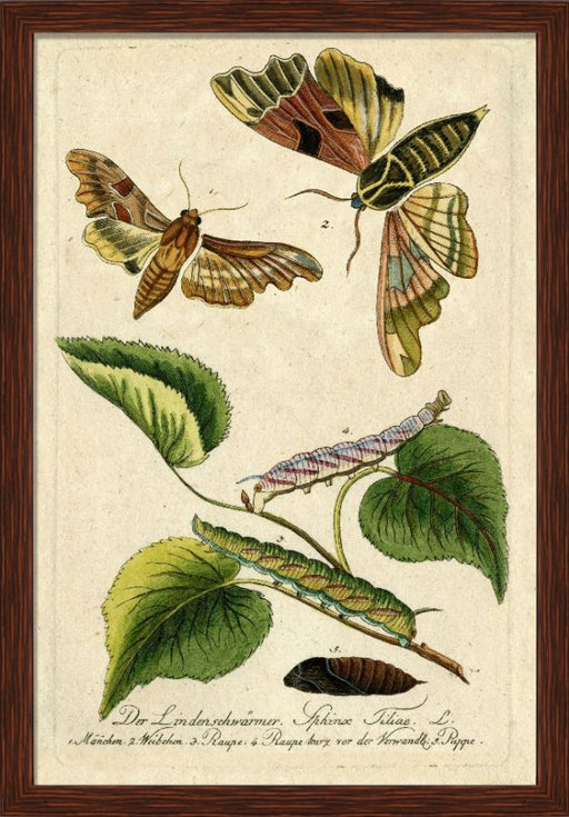 Moth Grande 7
