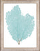 Blue Fan Coral I 8