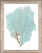 Blue Fan Coral II 8