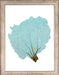 Blue Fan Coral IV 8