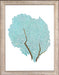 Blue Fan Coral VIII 8