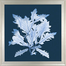 X Ray Seagrass II 7