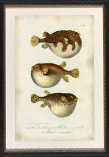 Puffer Fish 7