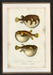 Puffer Fish 7