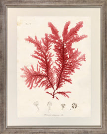 Large Bradbury Seaweed I 7