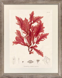 Large Bradbury Seaweed II 7