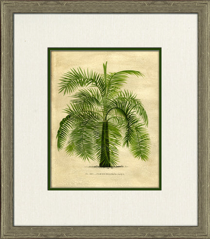Small Island Palm III 8
