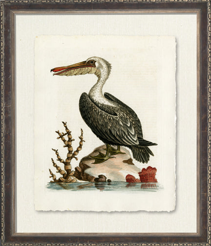 Pelican 7