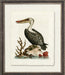 Pelican 7