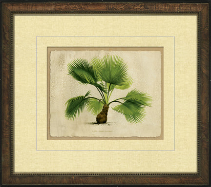Small Crackled Horizontal Palm IV 8