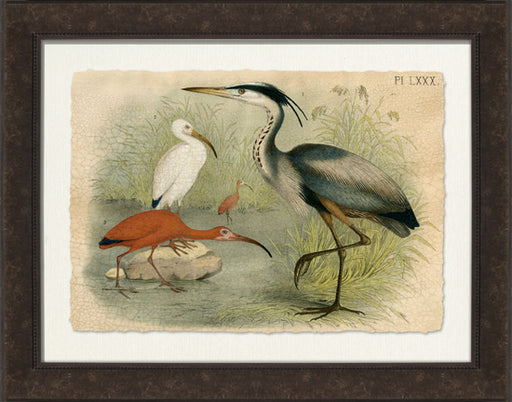 Crackled Great Blue Heron 7