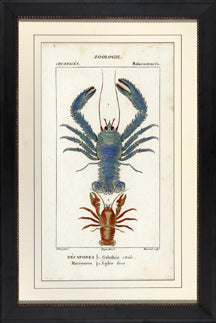 Blue Lobster 7