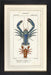Blue Lobster 7