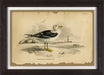 Seabird IV 7