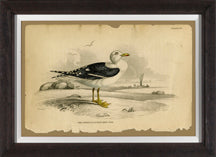 Seabird IV 7