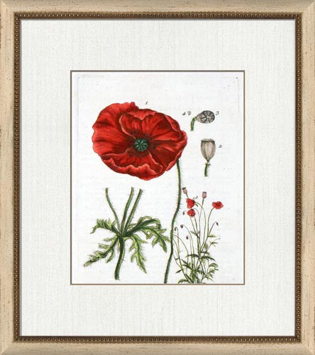 Botanical La Flore VI 8