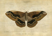  Crackled Canvas Moth I 33W x 24H 7