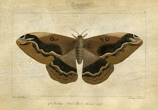  Crackled Canvas Moth I 33W x 24H 7