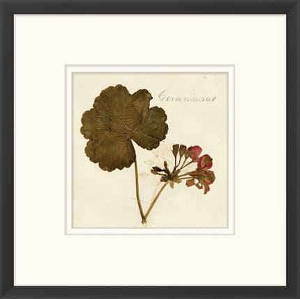  Napa Valley 1872 Herbarium XV 22W x 22H 8