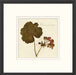  Napa Valley 1872 Herbarium XV 22W x 22H 8