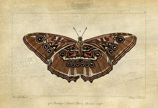 Crackled Canvas Moth II