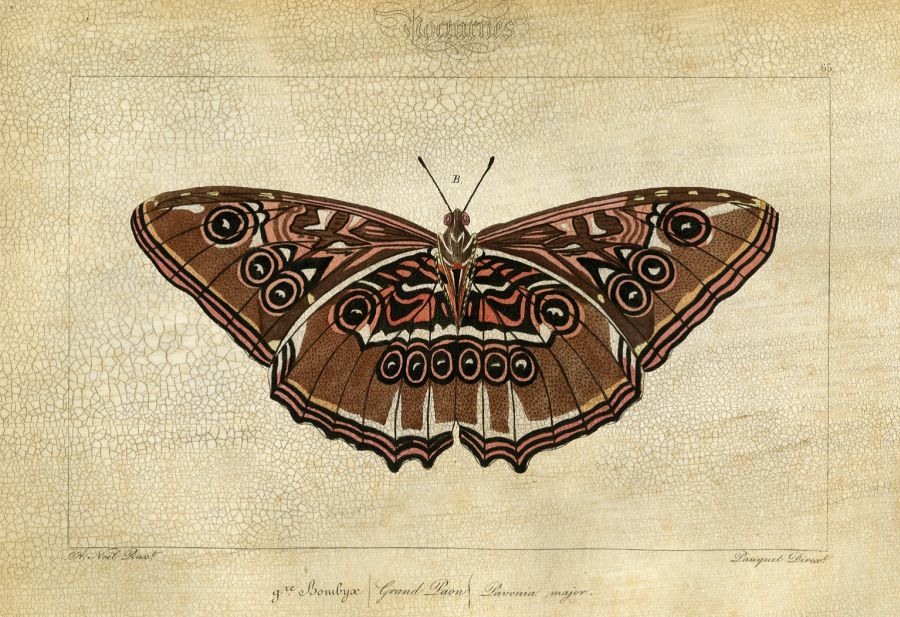 Crackled Canvas Moth II